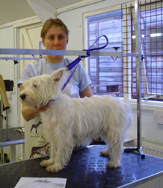 westie2.jpg